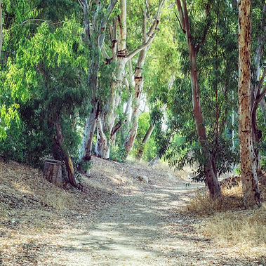 Chemin de Bosquet d'Eucalyptus