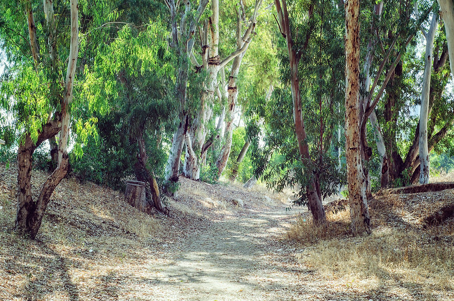 Pathway in Eucalyptus Grove