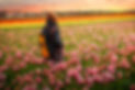 Tulip Fields
