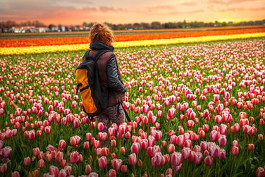 Tulip Fields