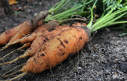 Organic Carrots