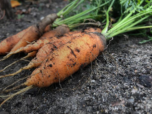 Cool Down & Cultivate: Autumn Garden Magic