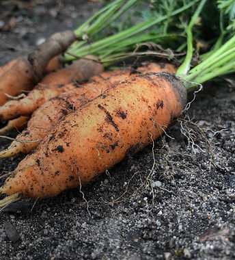 収穫したてのニンジン