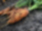 Organic Carrots