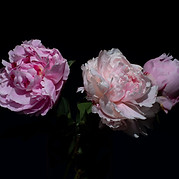 pivoines
