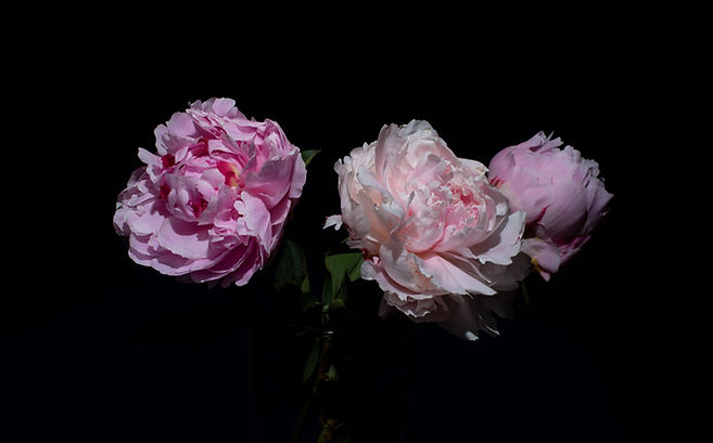 Peonies
