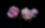 Peonies