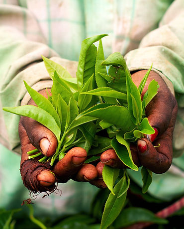 Tea Leaves