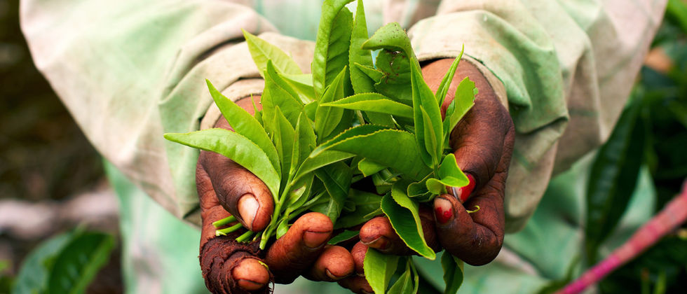 Hojas de té