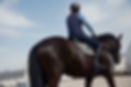 Dressage Horse