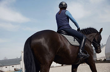 Dressage Horse