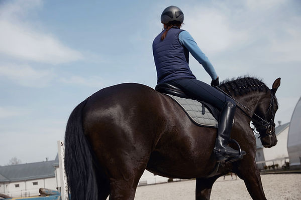 Dressage Horse