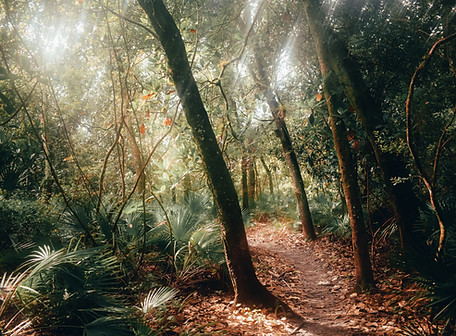 Forest Path
