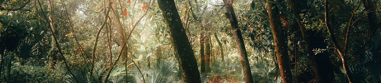 Forest Path