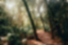 Sunlit Forest Path