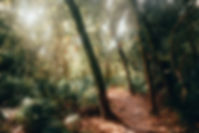 Forest Path