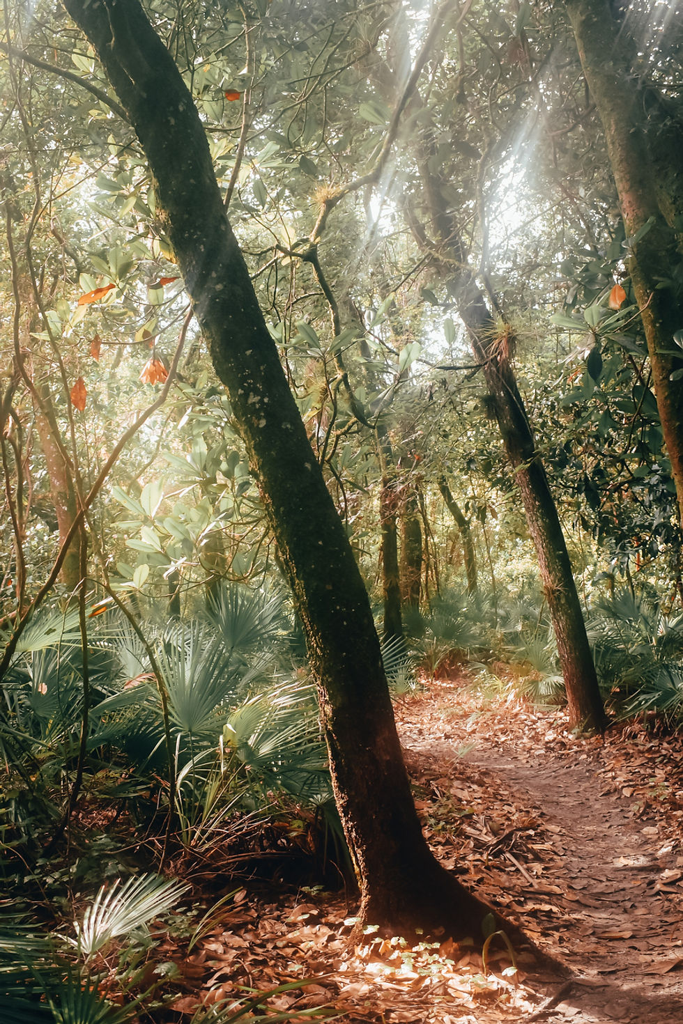 Alchemy Forest