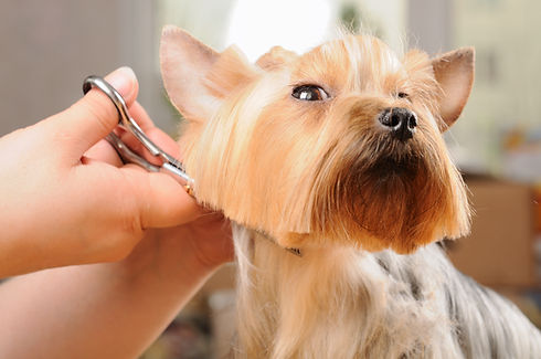 professional cutting hairs of yorkshire terrier after washing