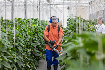 Spraying Plants in Greenhouse