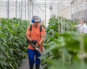 Spraying Plants in Greenhouse