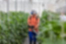 Spraying Plants in Greenhouse