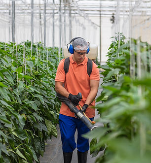 Spraying Plants in Greenhouse