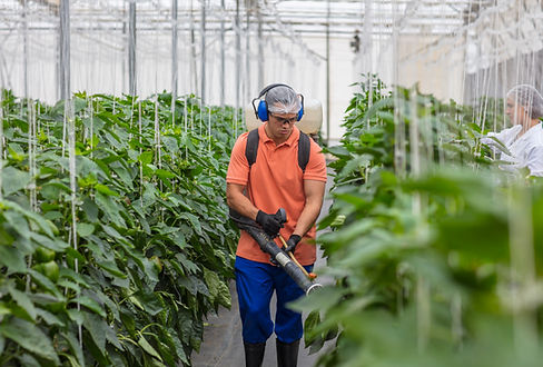 Spraying Plants in Greenhouse