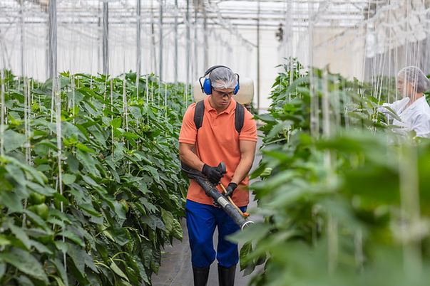 Spraying Plants in Greenhouse