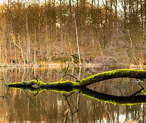 Green Branch in Lake