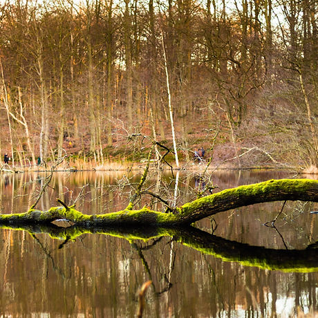 Green Branch in Lake