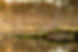 Green Branch in Lake