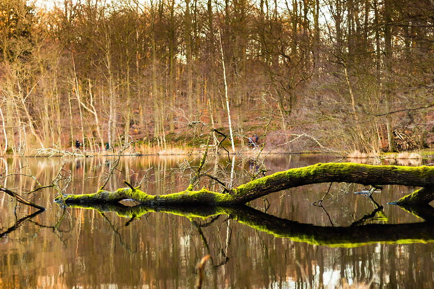 Grüner Zweig im See