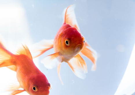 Mini fish aquarium tank set