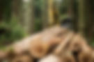 Troncos en el bosque