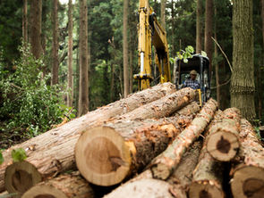 Saving Old Growth through Forest Management