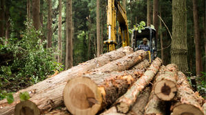 From Forest to Finished:  Our Complete Handmade Woodworking Process
