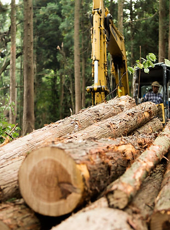 Forest Logging Scene