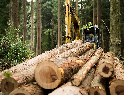 Forest Logging Scene