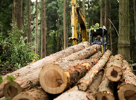 Logs in Forest