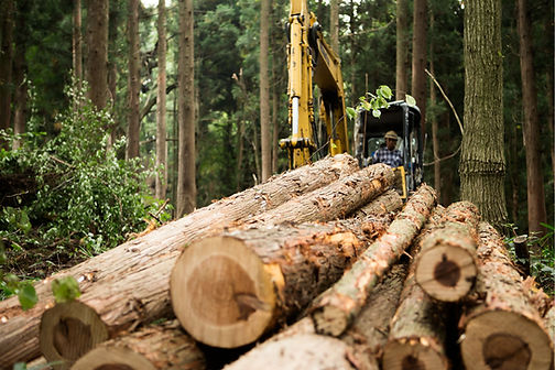 Forest Logging Scene