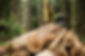 Logs in Forest