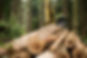 Logs in Forest