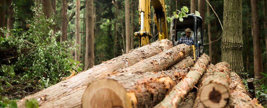 Logs in Forest