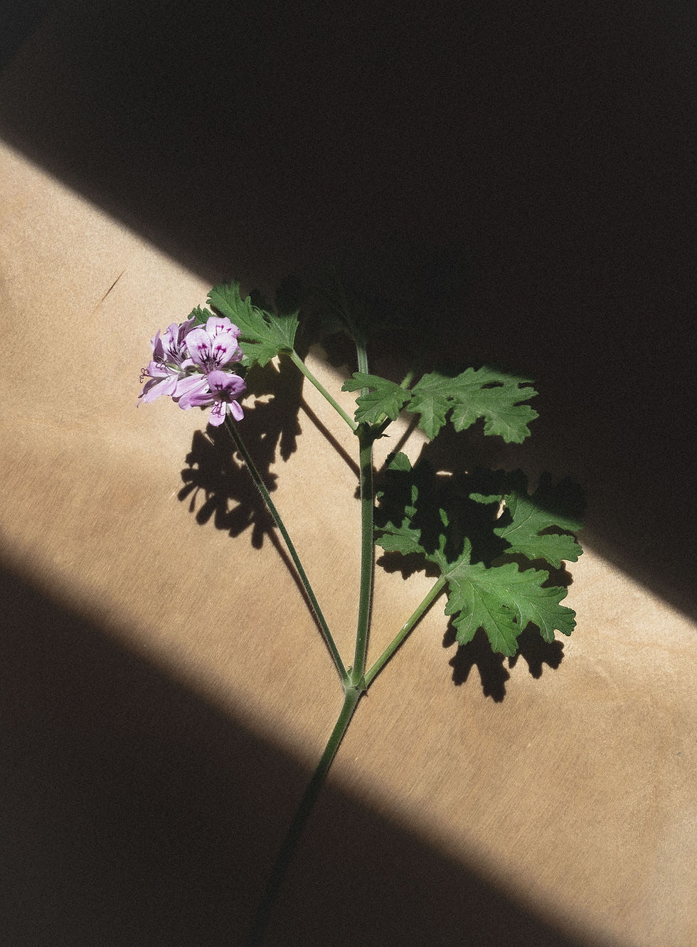 Purple Flower Stem