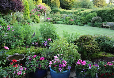 English country garden, plants in patio pots, petunias and geraniums, with a birdbath