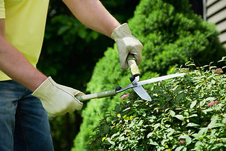 Gardener using hedge shears in gloved hands to trim green bush