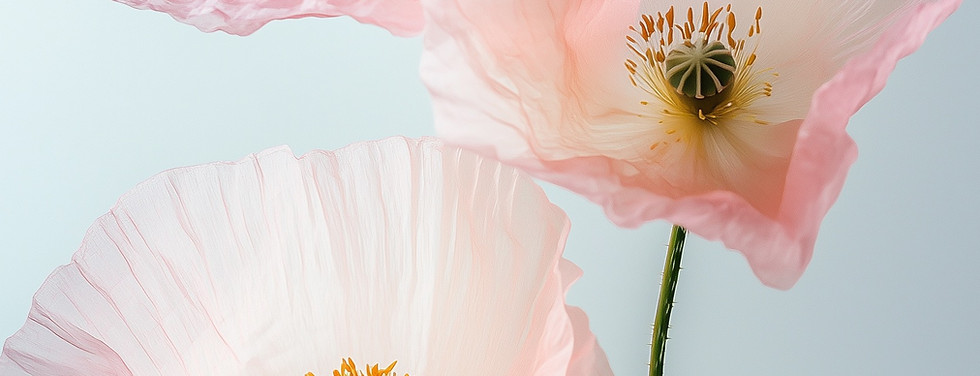 Pink Poppy Flowers
