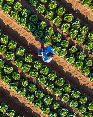 Farmer Using Tablet