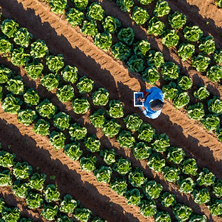 Lettuce Farm
