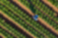 Lettuce Farm